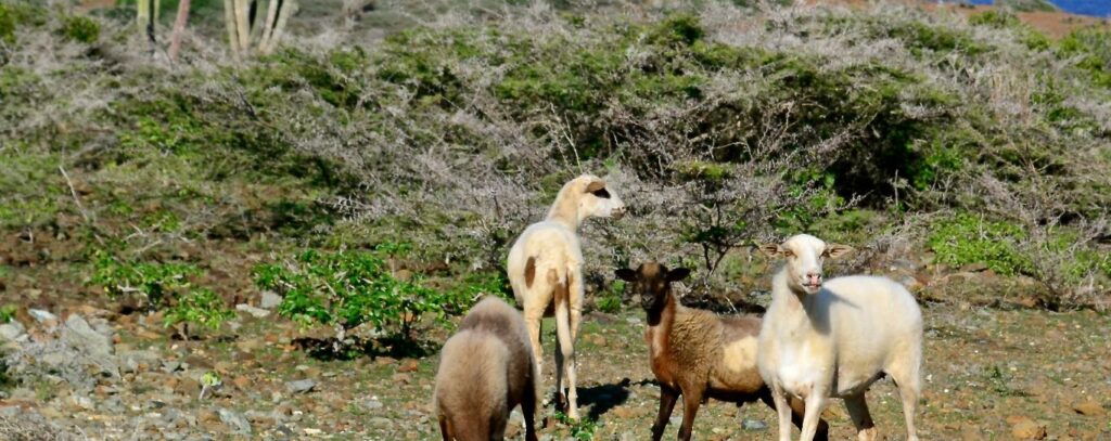 Wild goats grazing in the desert landscape of Arikok National Park, Aruba