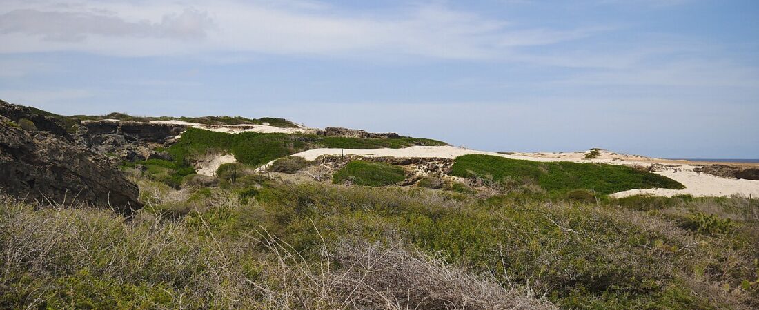 Aruba Jeep Tour Guide: Which Off-Road Day to Book