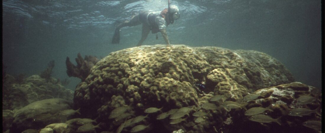 The Best Snorkeling in Aruba: 5 Spots, Honestly Ranked