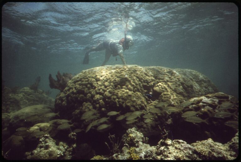 The Best Snorkeling in Aruba: 5 Spots, Honestly Ranked