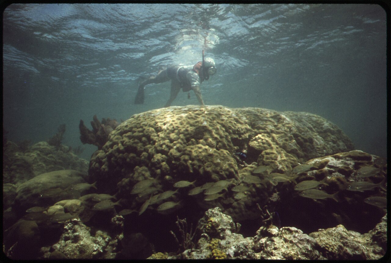 The Best Snorkeling in Aruba: 5 Spots, Honestly Ranked