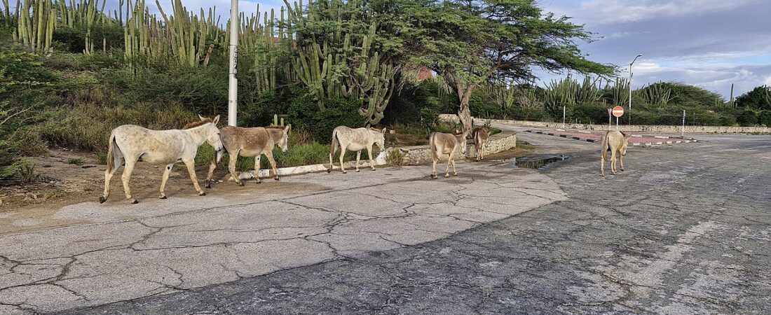San Nicolas, Aruba: Street Art, Carnival & the Island’s Coolest Corner