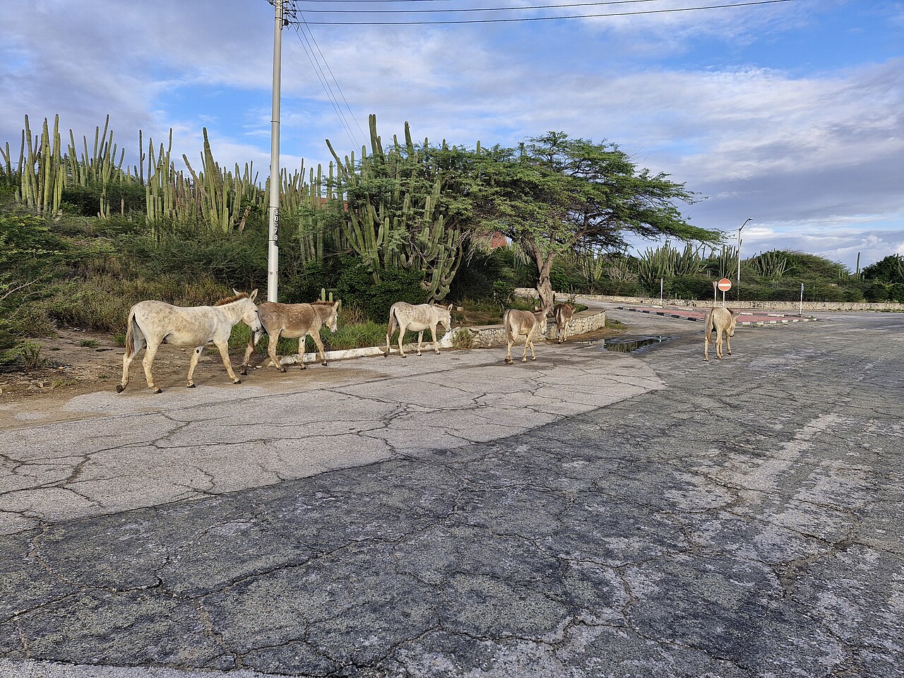 San Nicolas, Aruba: Street Art, Carnival & the Island’s Coolest Corner