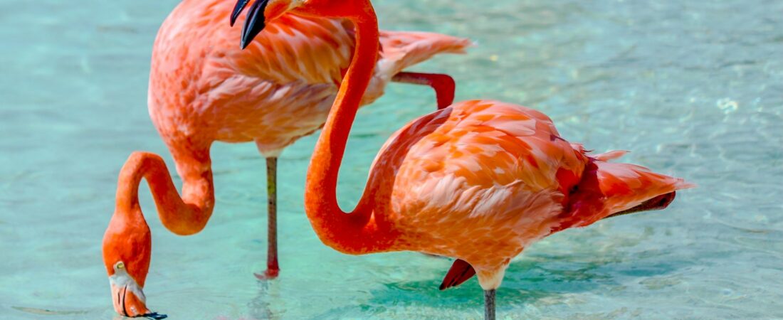 Aruba Island News: Week of August 21, 2026