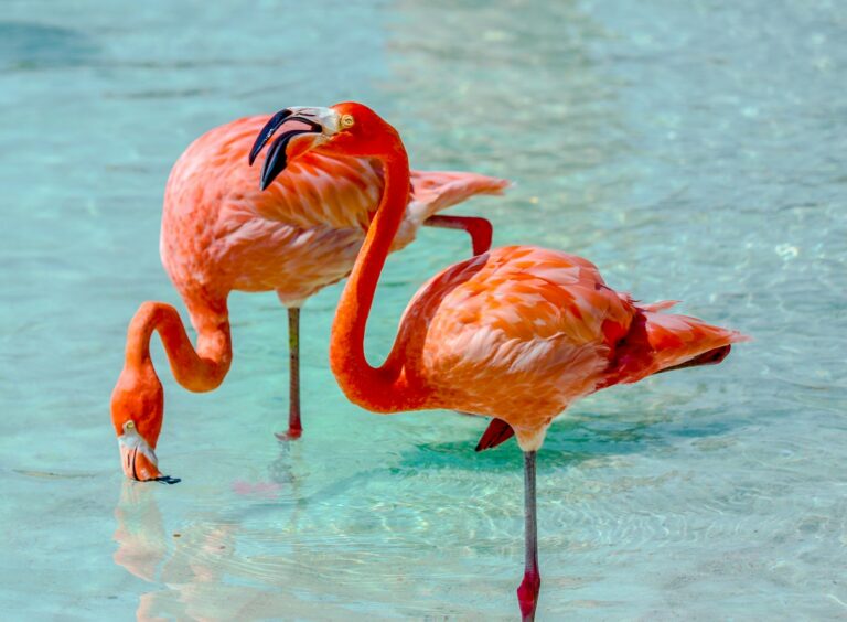 Aruba Island News: Week of August 21, 2026