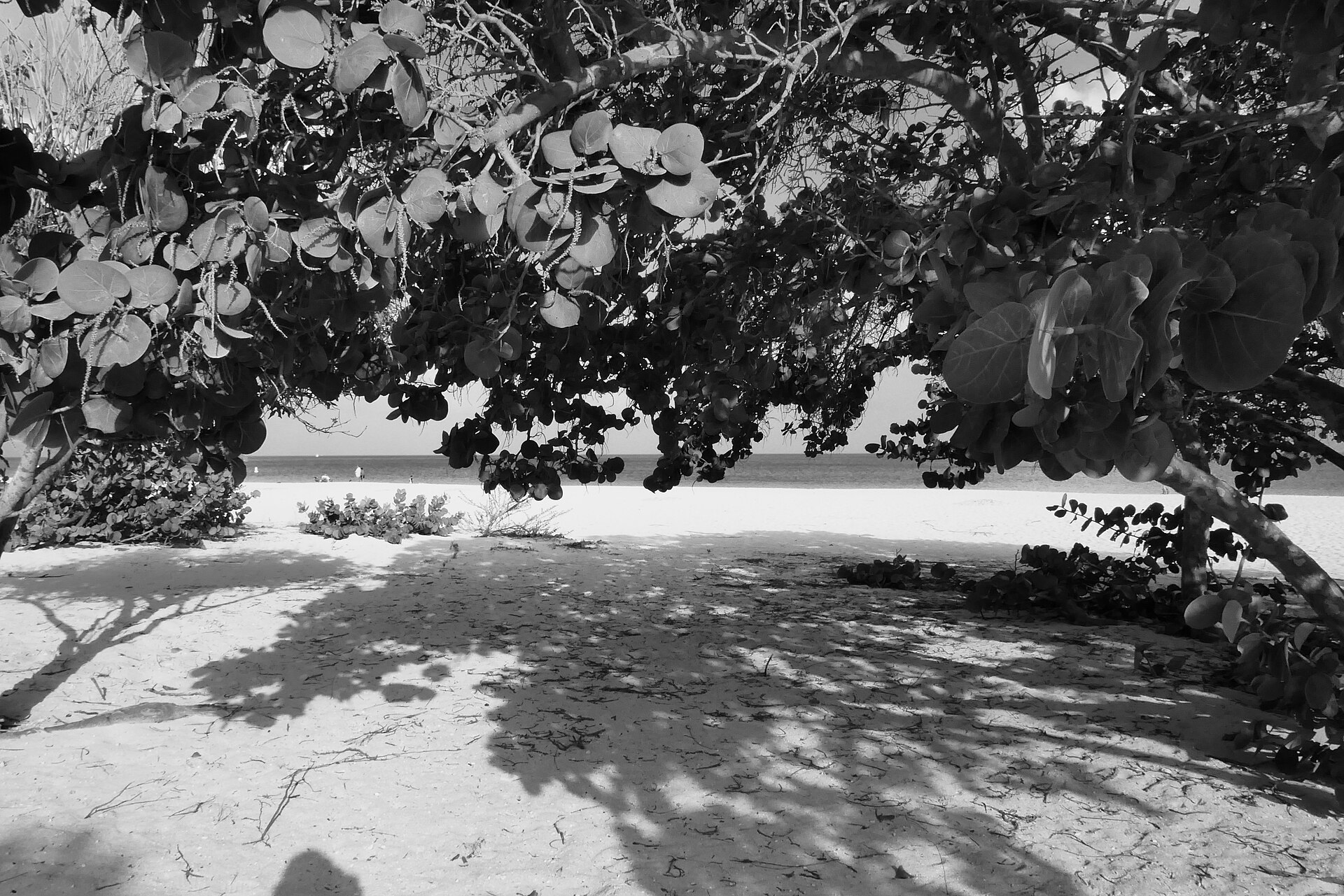 Aruba Island News: Week of August 28, 2026