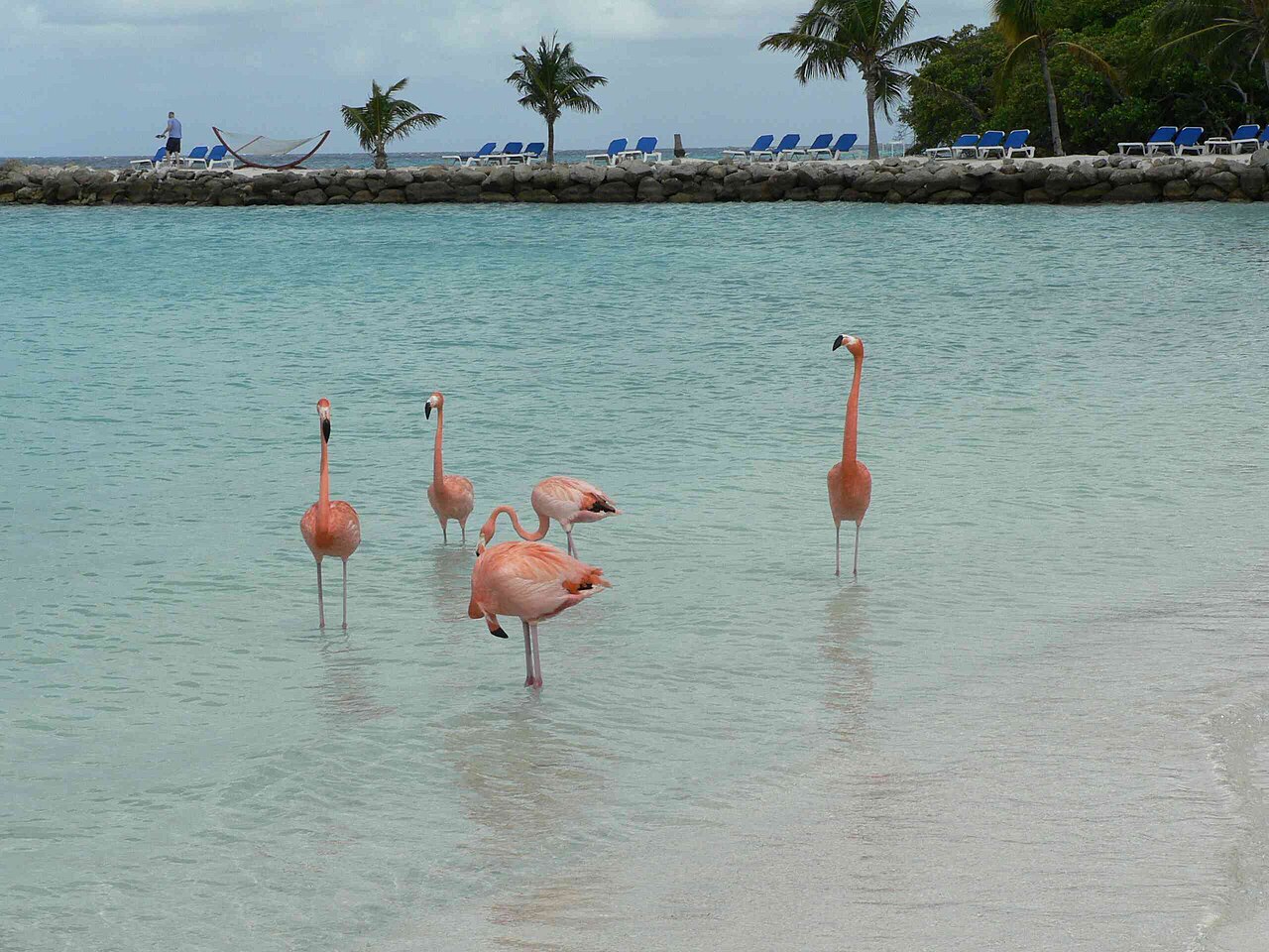 Flamingo Beach Aruba: How to Actually Meet the Flamingos