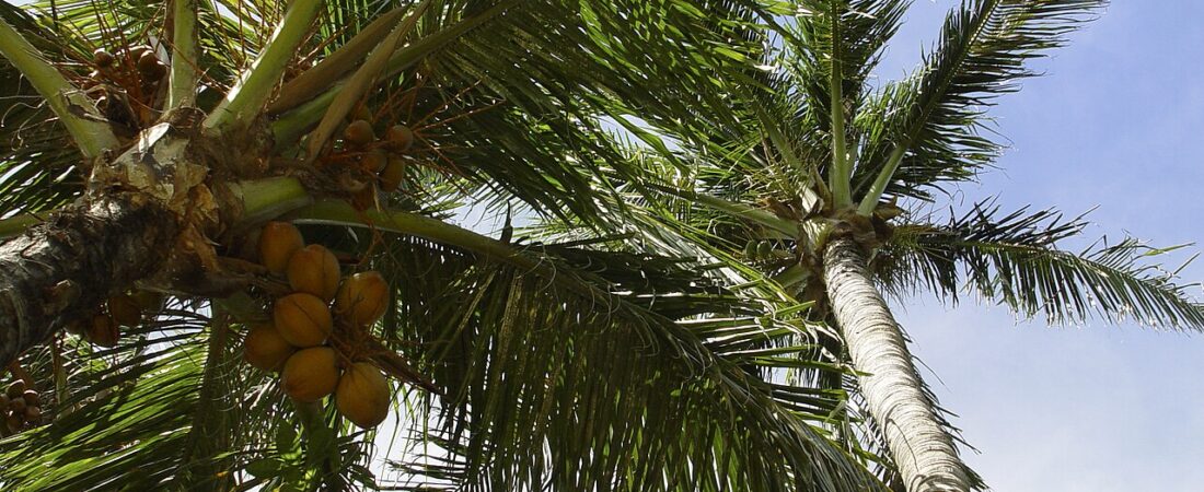 Palm Beach Aruba: The Complete Guide to the Famous Strip