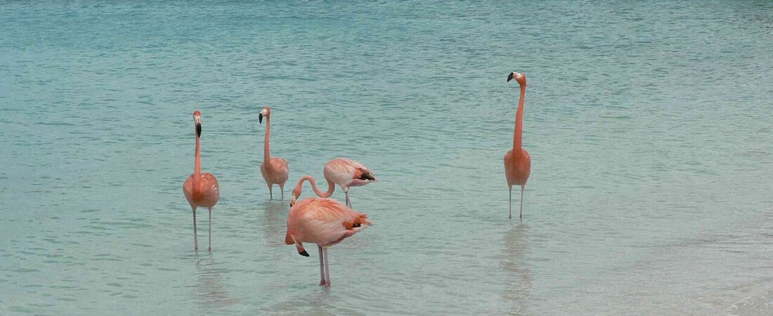 Renaissance Wind Creek Aruba: The Private-Island Resort