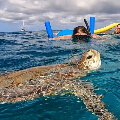 Private Snorkeling: Turtle Spotting