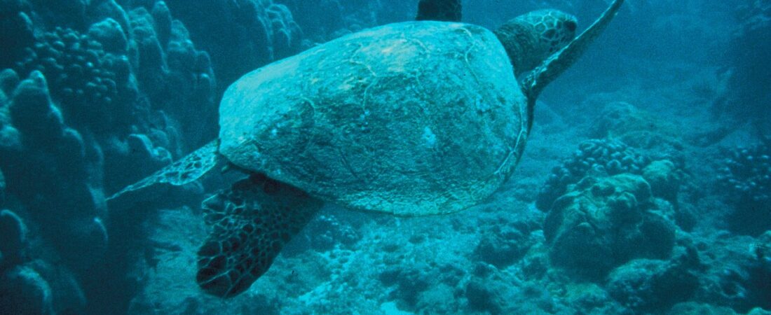 Tres Trapi Aruba: The Turtle Steps, Done Right
