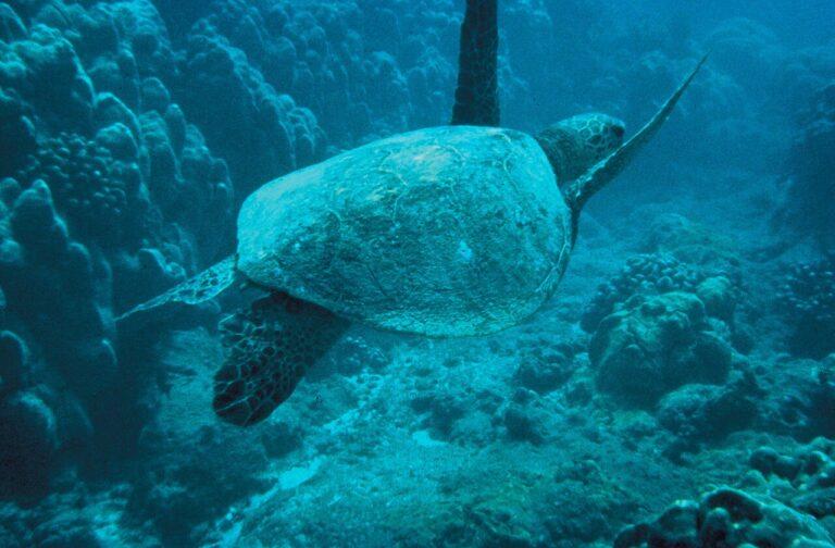 A green sea turtle gliding through clear water like at Tres Trapi Aruba