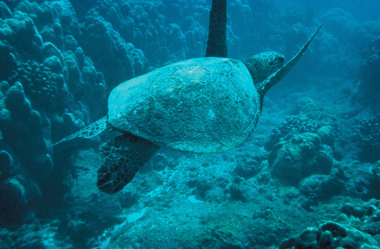 Tres Trapi Aruba: The Turtle Steps, Done Right
