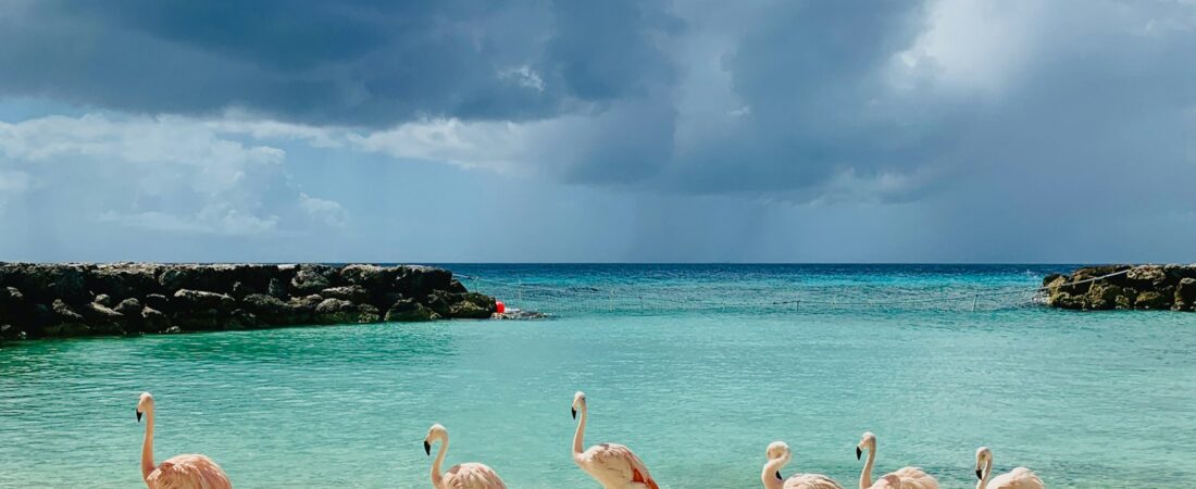 Aruba Day Passes: Every Resort and Private Island Option Compared