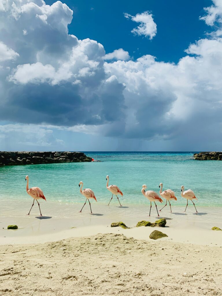 Aruba Day Passes: Every Resort and Private Island Option Compared